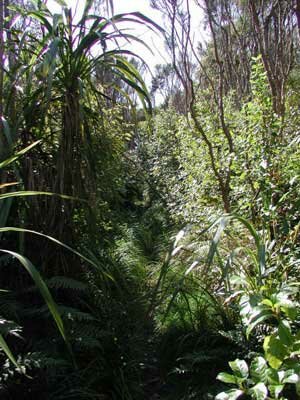 Queen Charlotte Track