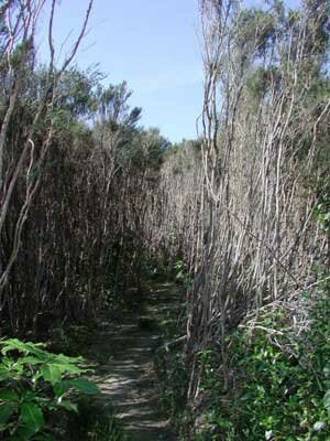 Queen Charlotte Track MarlboroughNZ