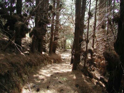 QueenCharlotteTrackNZ